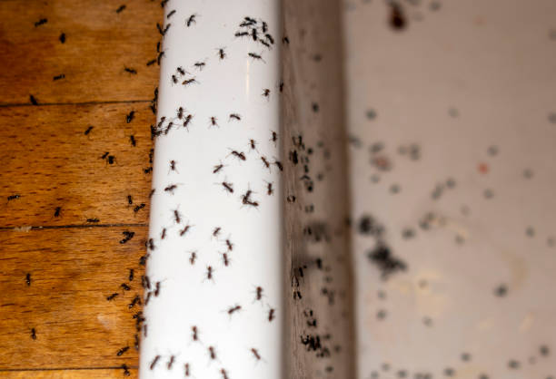 Best Mosquito Control Services  in King George, VA
