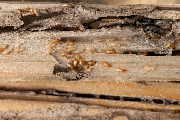 Pest Control Cost in King George, VA