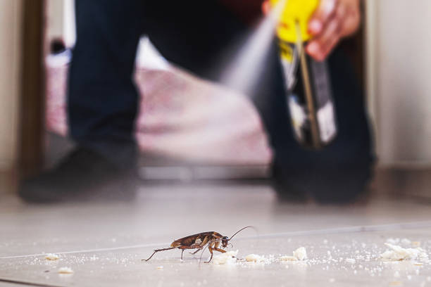 Best Affordable Pest Control Services  in King George, VA